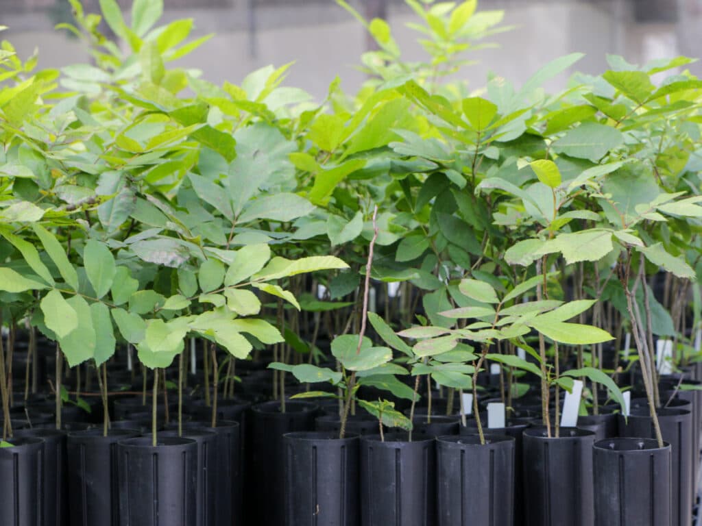 Pecan & Grafted Fruit Saplings
